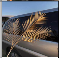 Cây lá kim vàng cam cực kỳ phù hợp để trang trí bể cá trong sân vườn