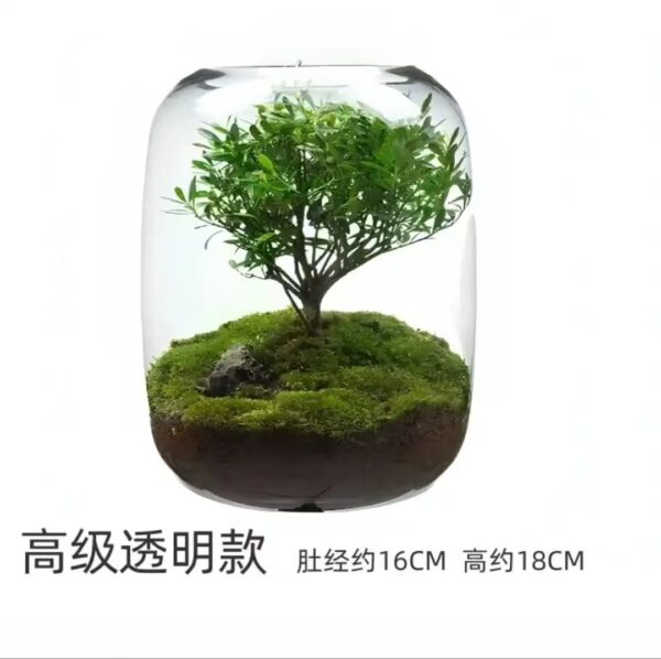 Bình thủy tinh thủy canh và tiểu cảnh để bàn