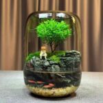Bình thủy tinh thủy canh và tiểu cảnh để bàn